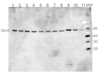 GlnA | Glutamine synthetase in the group Antibodies Plant/Algal / Global Antibodies at Agrisera AB (Antibodies for research) (AS01 018)